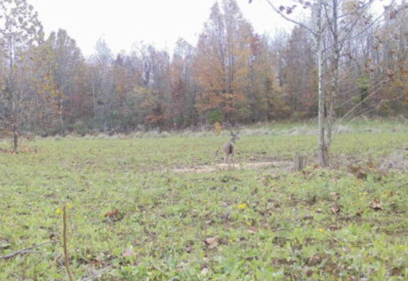 wildest trail camera photos, bobcat prowl