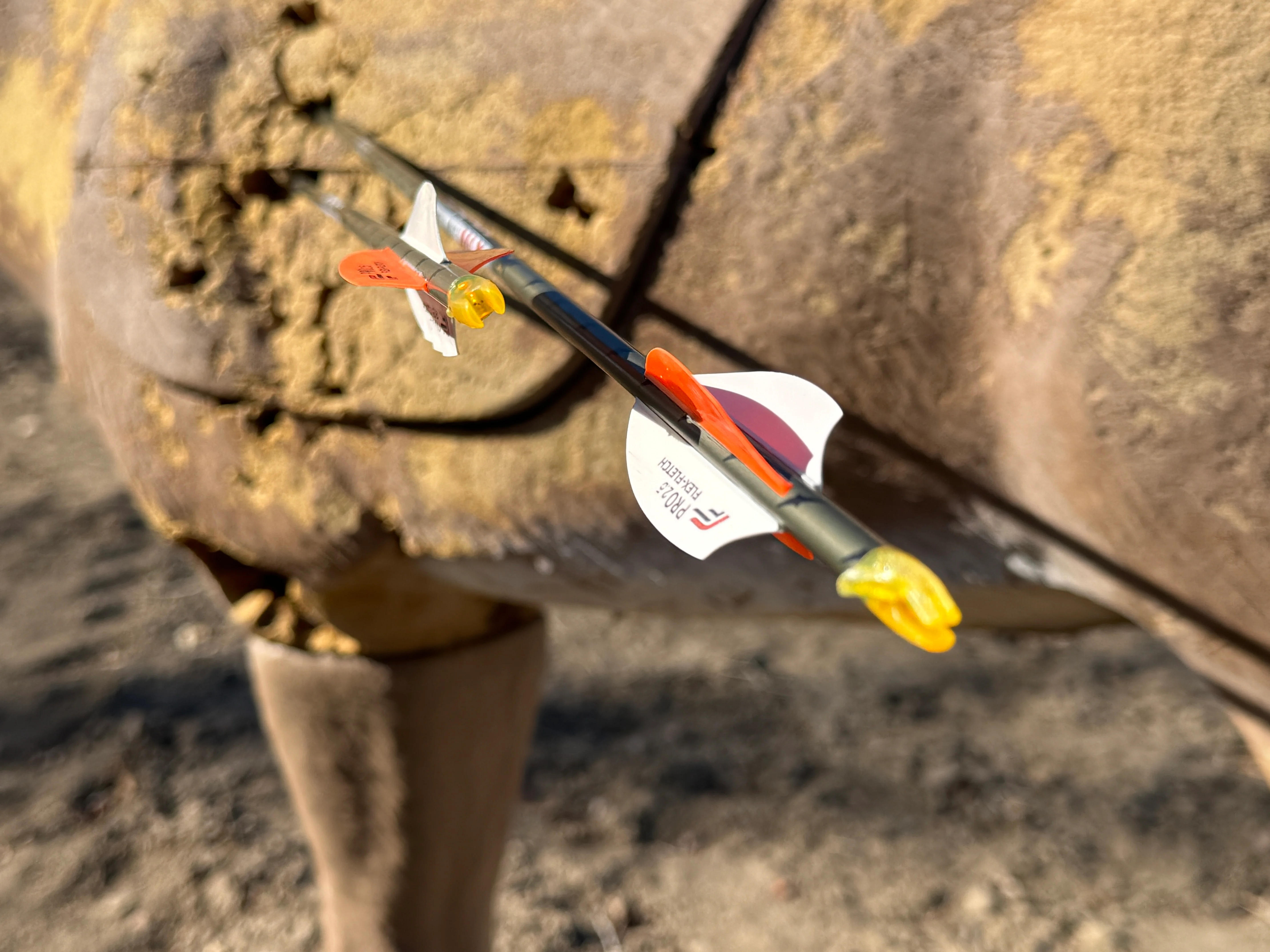 Two arrows in a 3D deer target. 