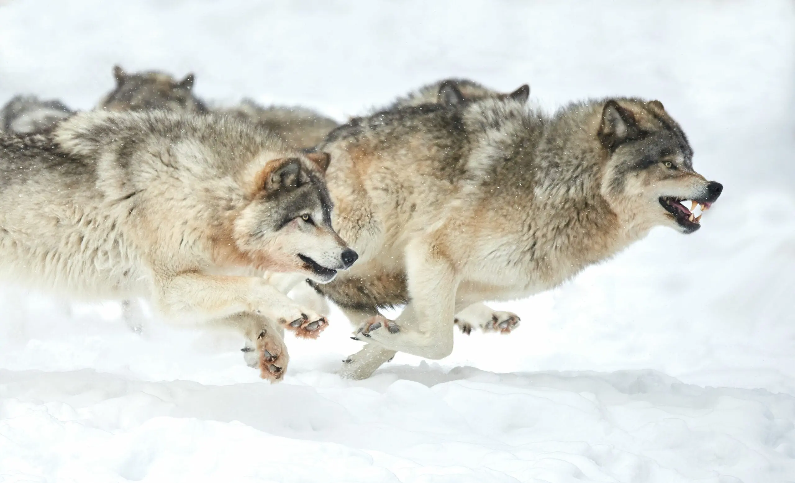 Closeup of a pack of wolves running on snow