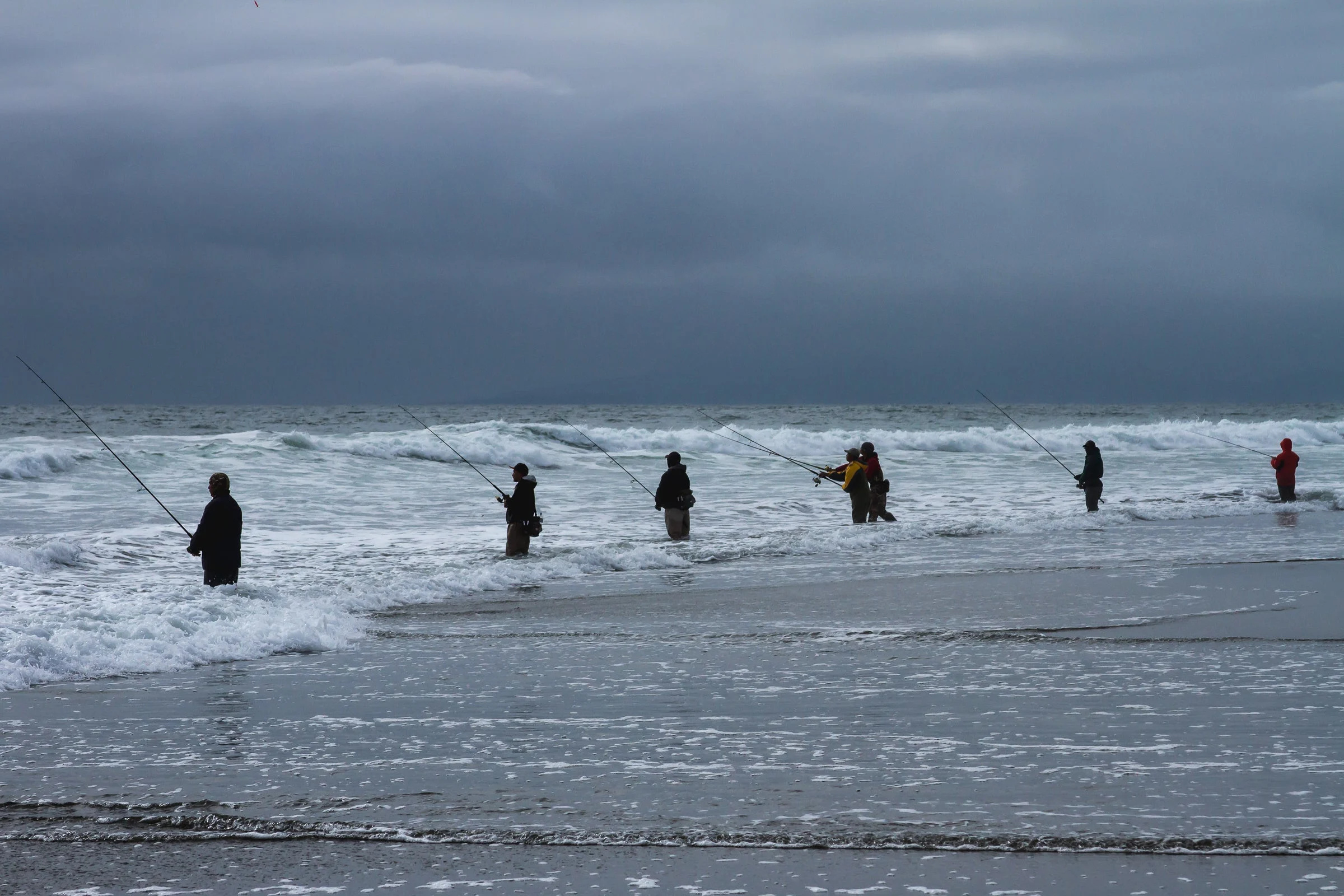 A row of surf fishermen stand in the water at the beach fishing for striped bass