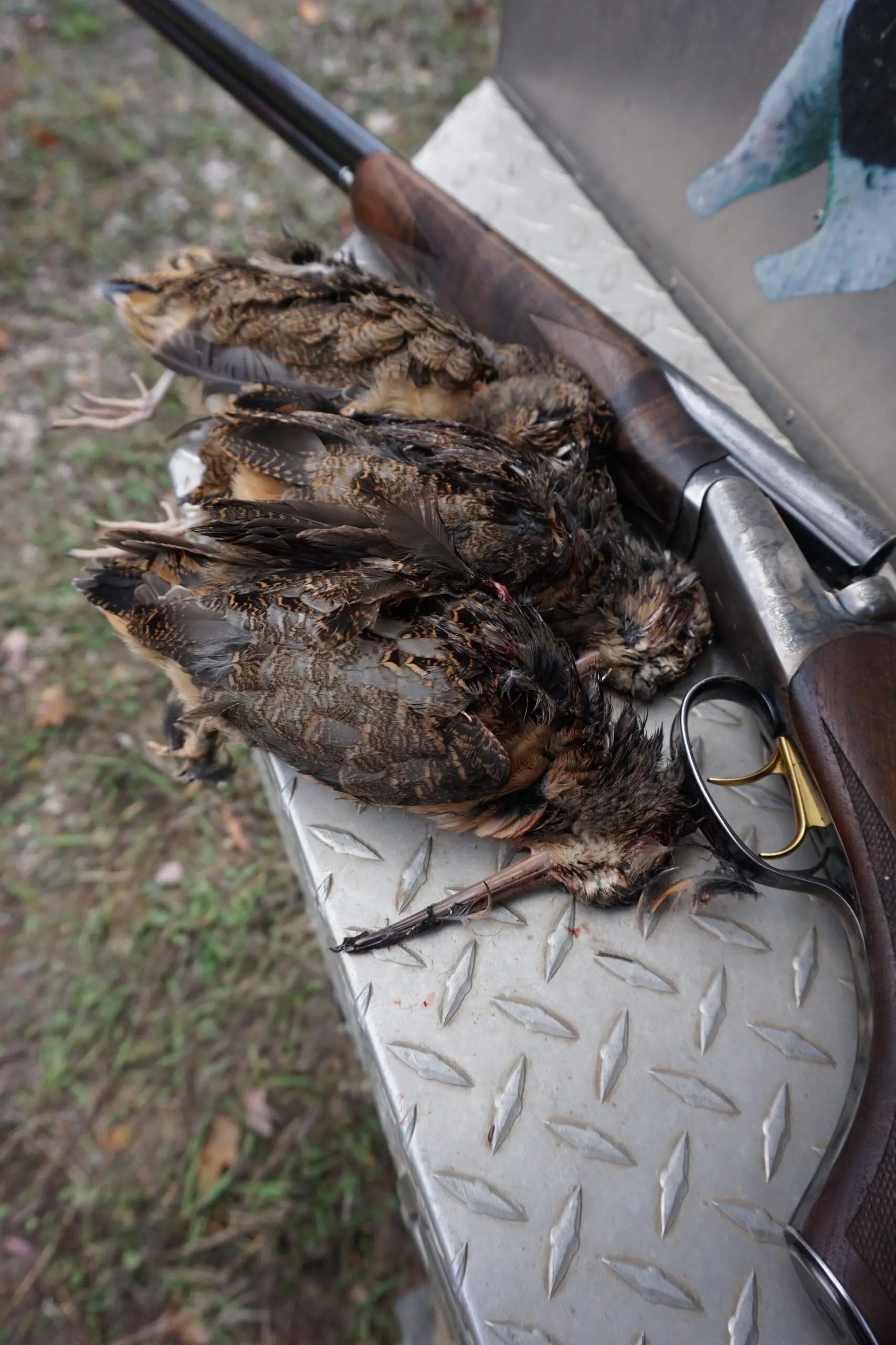 Three woodcock on the tailgate of a truck, with shotgun next to them.