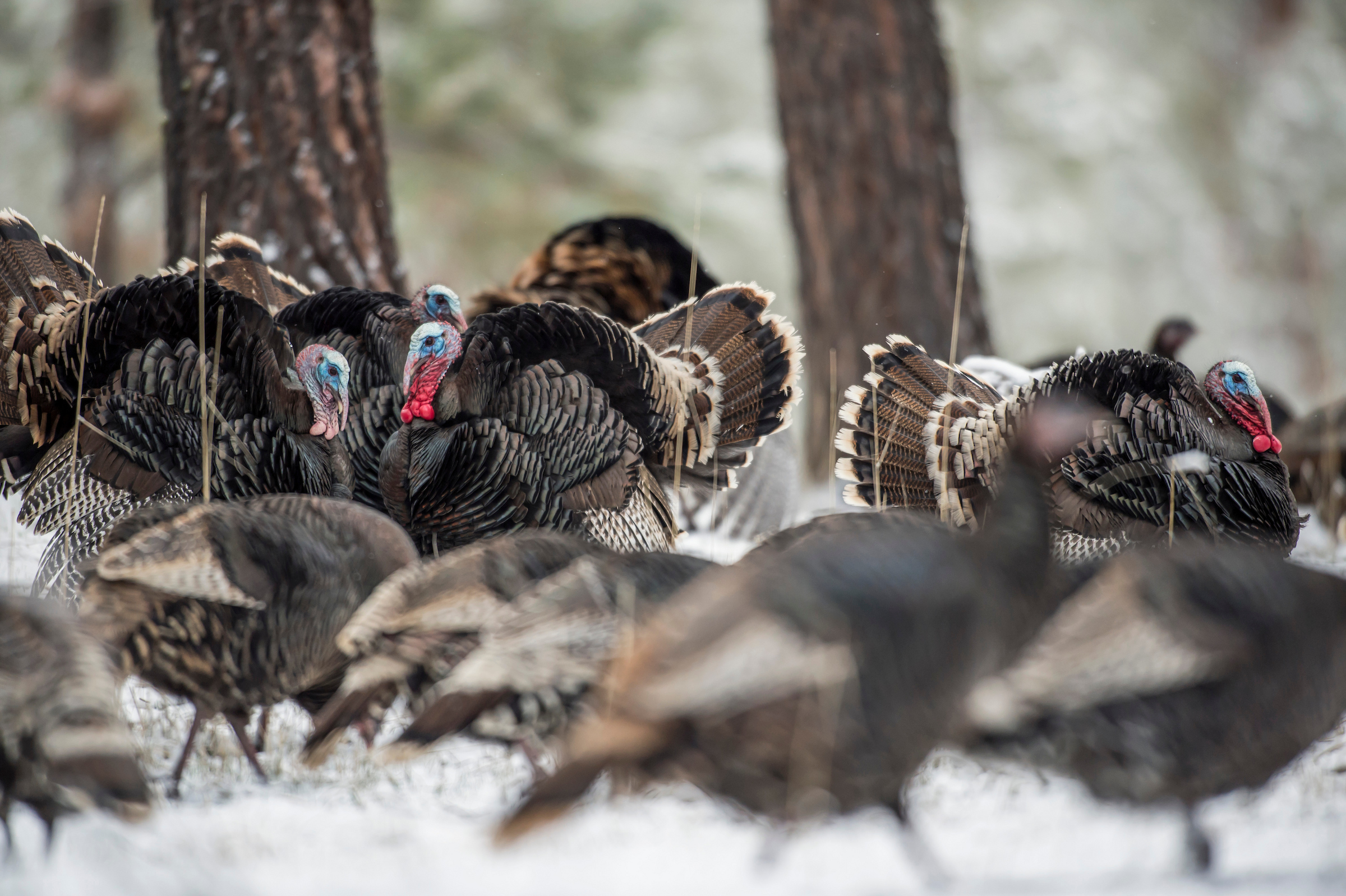 A flock of wild turkeys, including several gobblers strutting, in a winter scene.