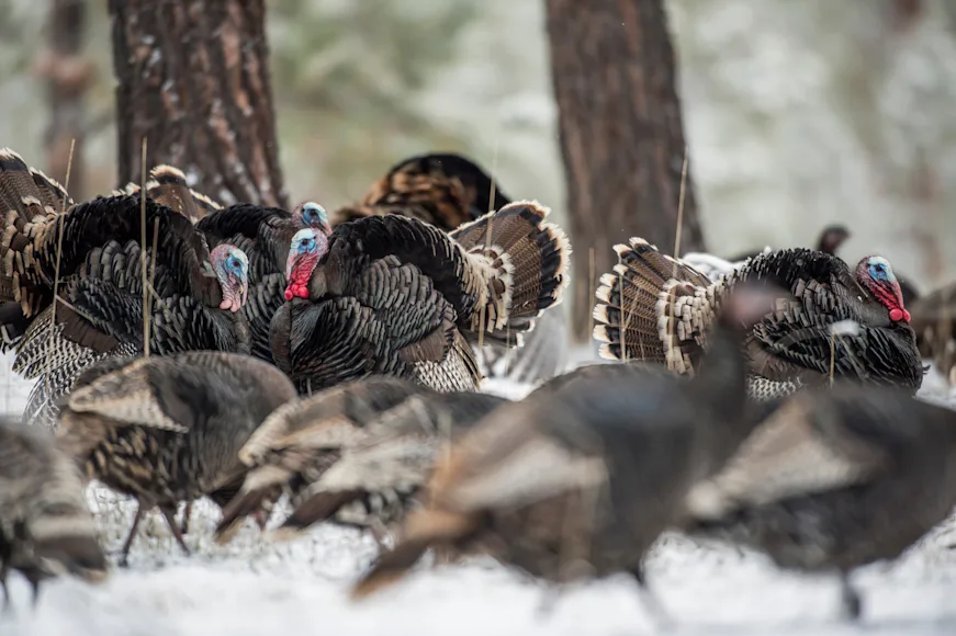 A flock of wild turkeys, including several gobblers strutting, in a winter scene.