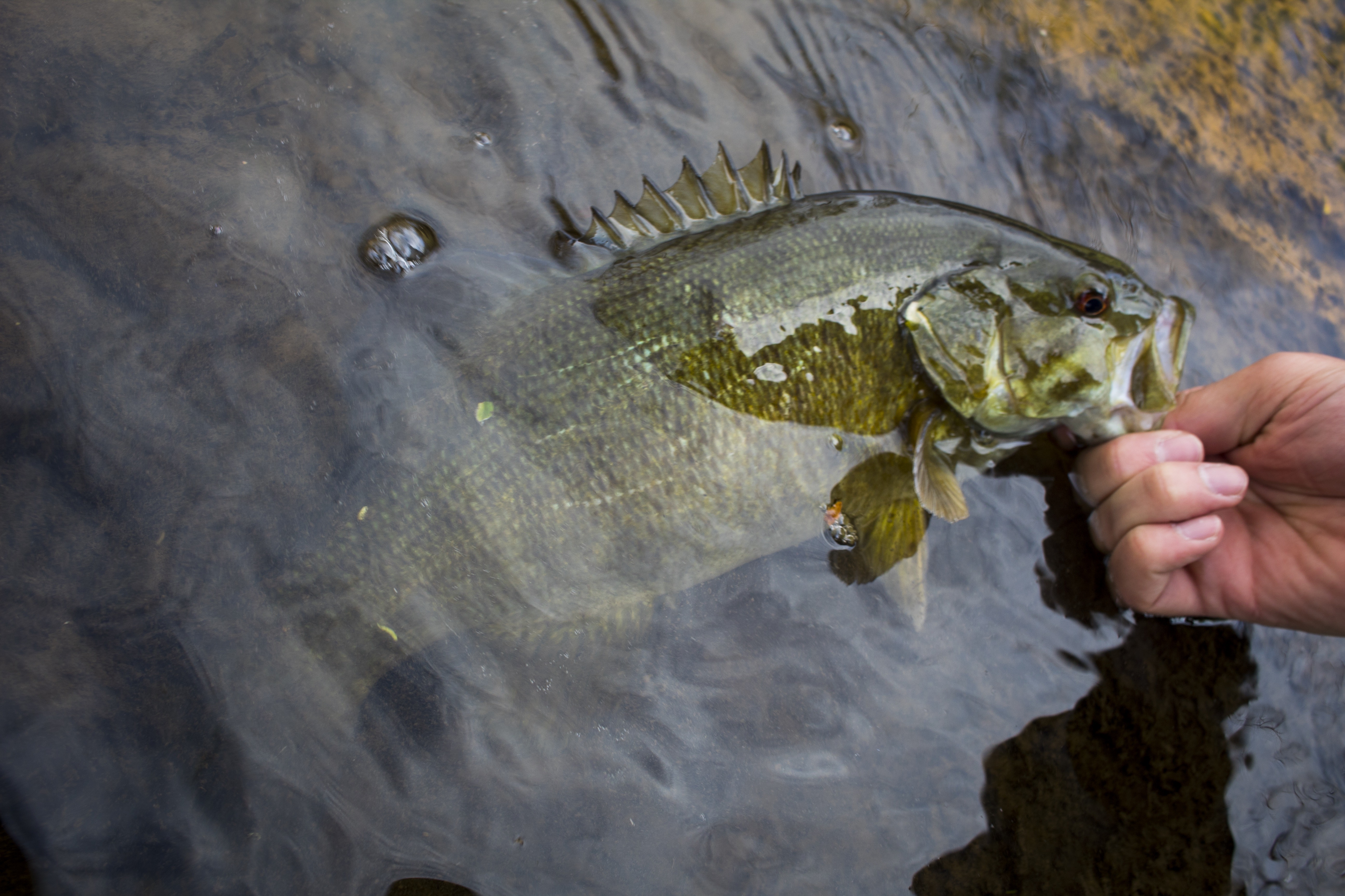 Angler holding smallmouth in water