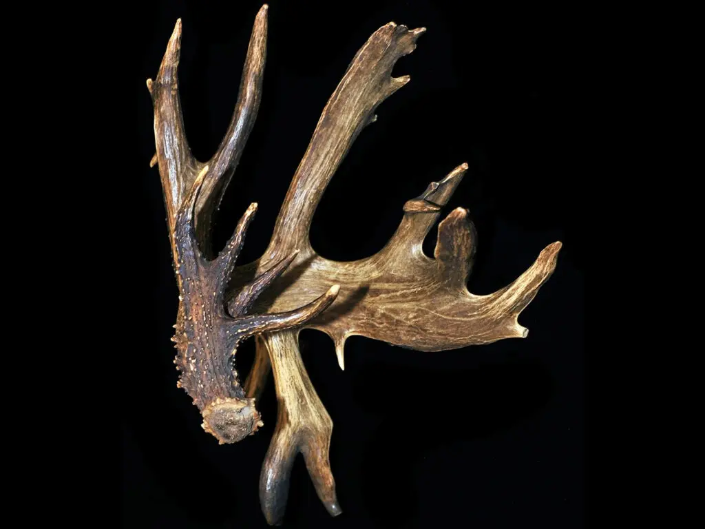 A trophy deer mount on a black background.