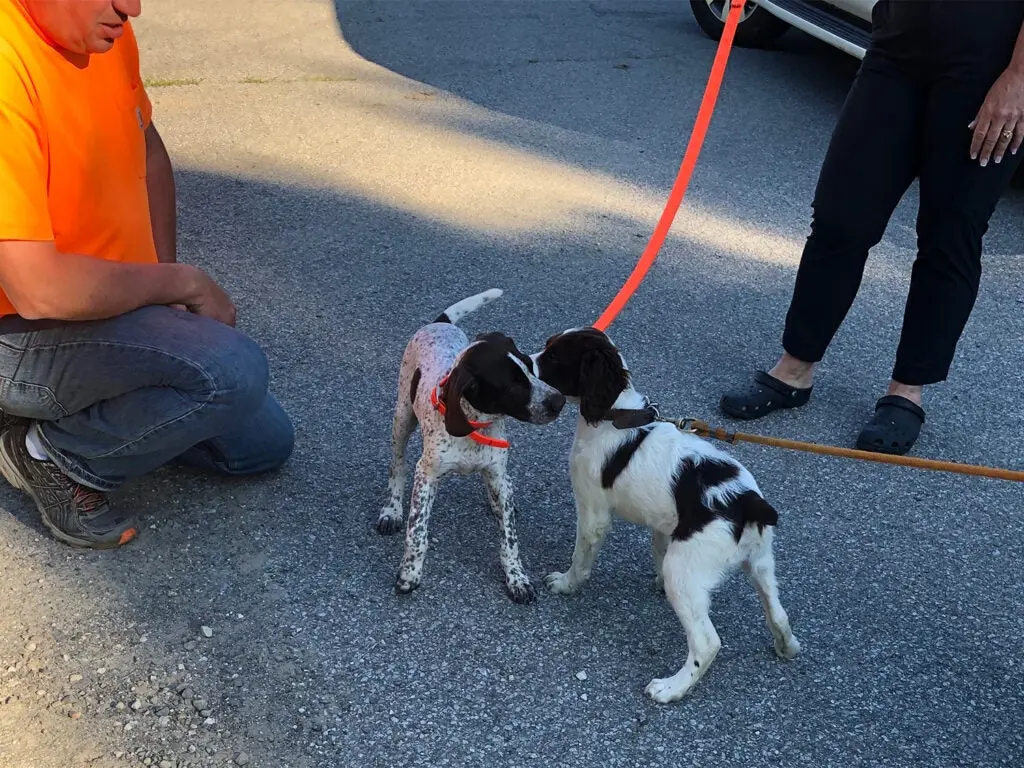 Two young hunting dog puppies.