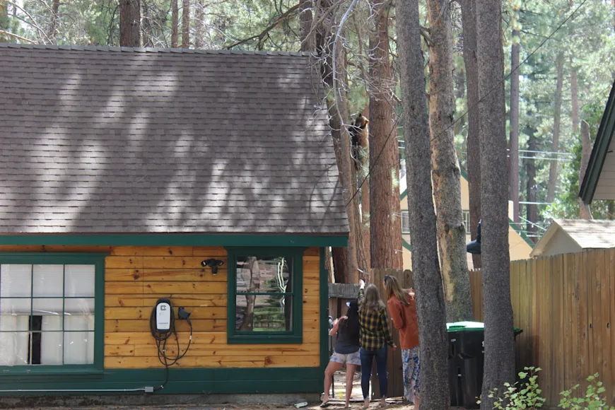 Onlookers observe a bear in a tree in California.