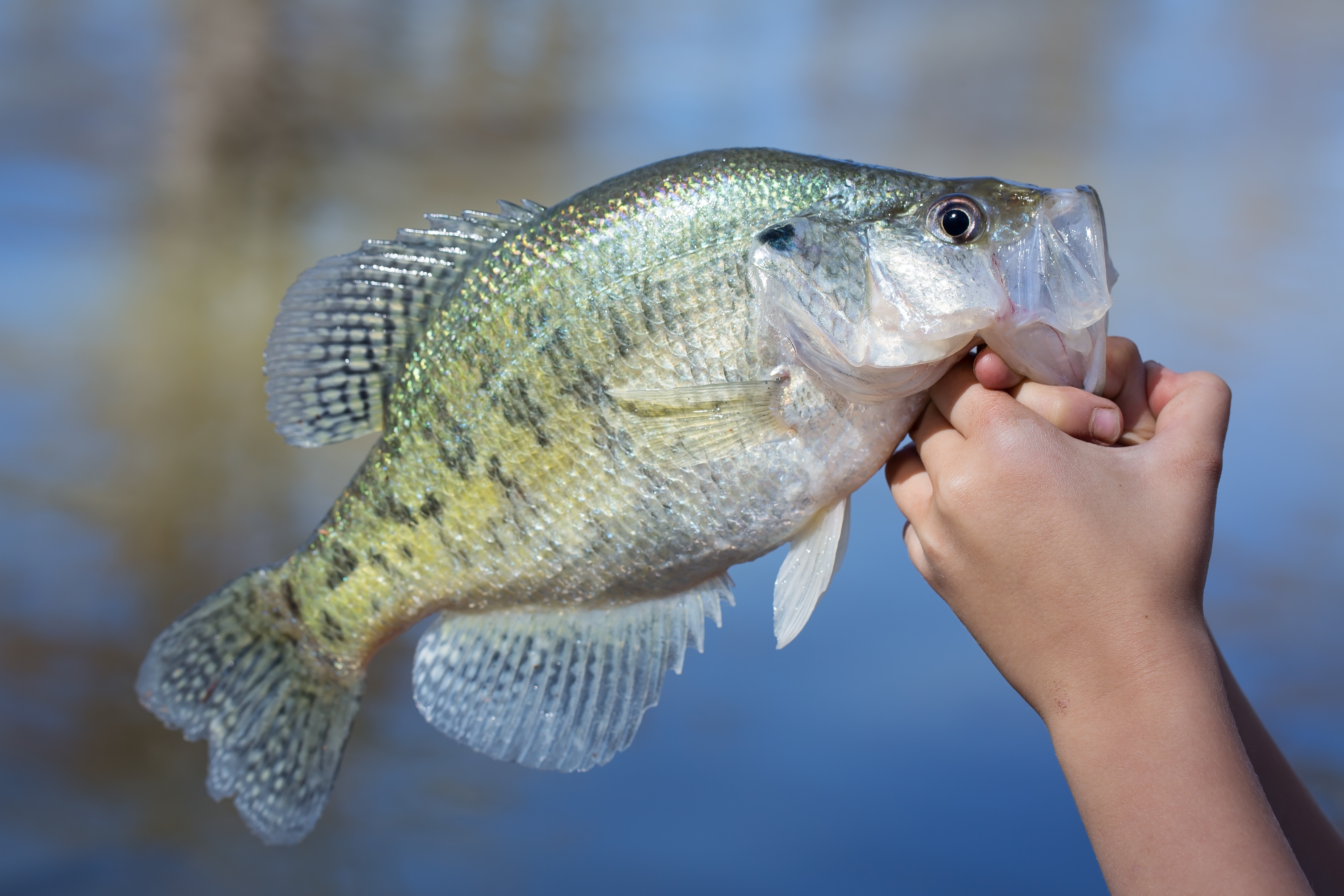 A boy holds up a big crappie.