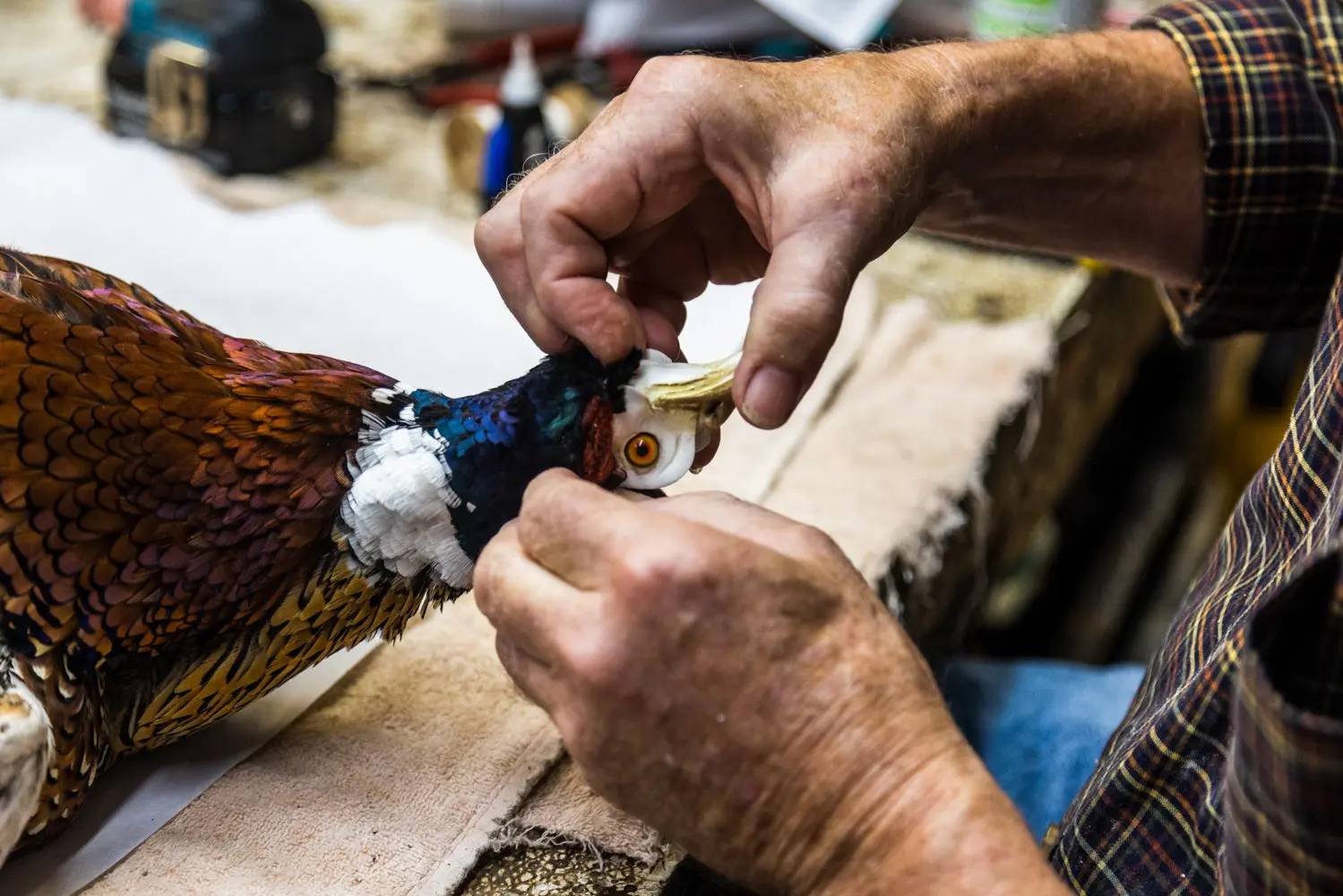 Taxidermist putting form into a bird mount.