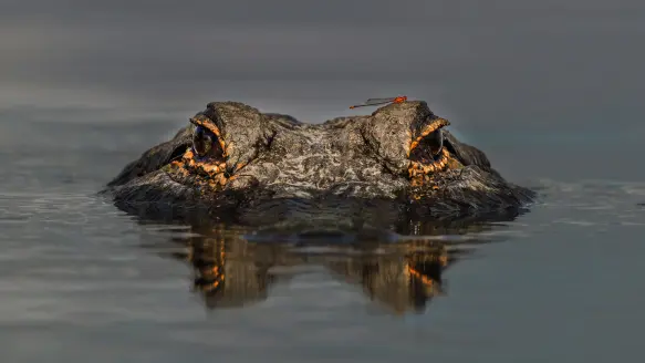 An alligator pokes its eyes above the water's surface. 