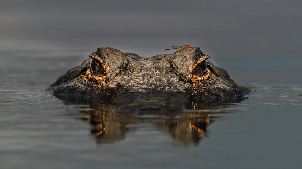 An alligator pokes its eyes above the water's surface.