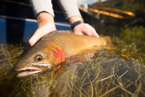 Angler holding big cutthroat trout in the water.