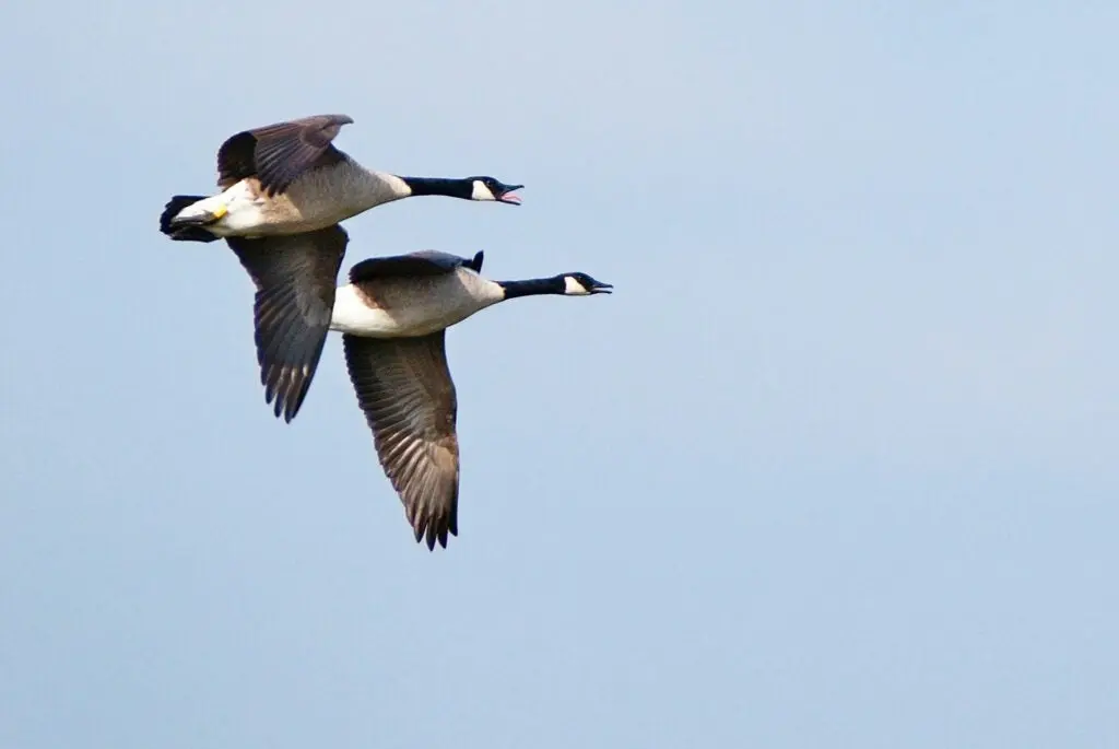 An image of Canadian geese flying overhead.