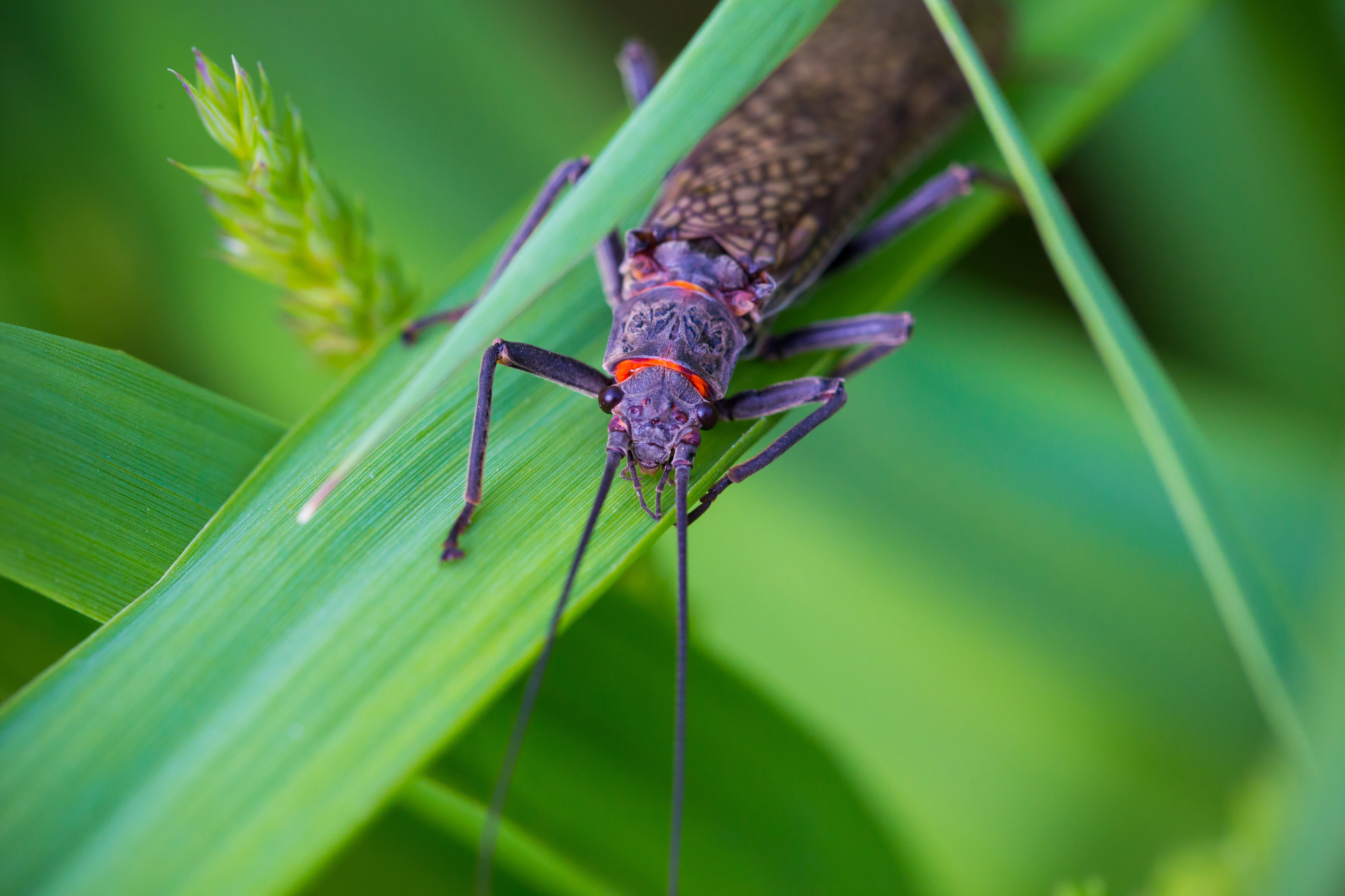 A Salmonfly crawling across a leaf