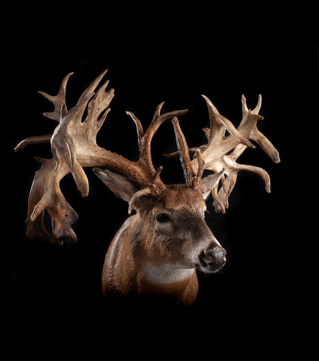 The Hole in the Horn buck. 