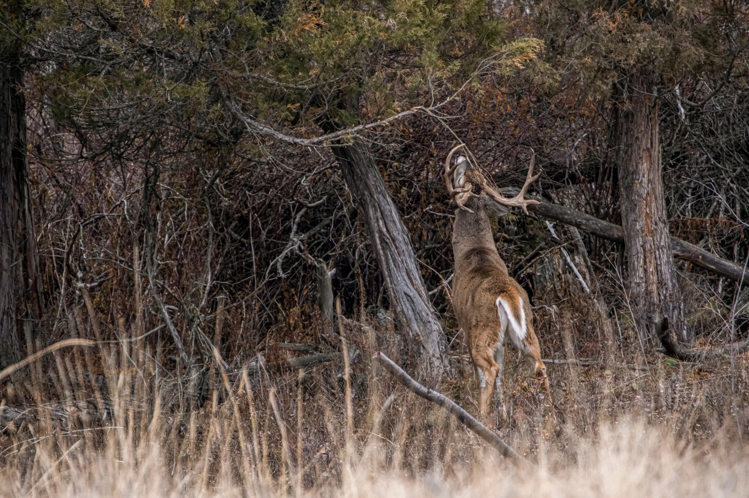 photo of a buck making a scrape