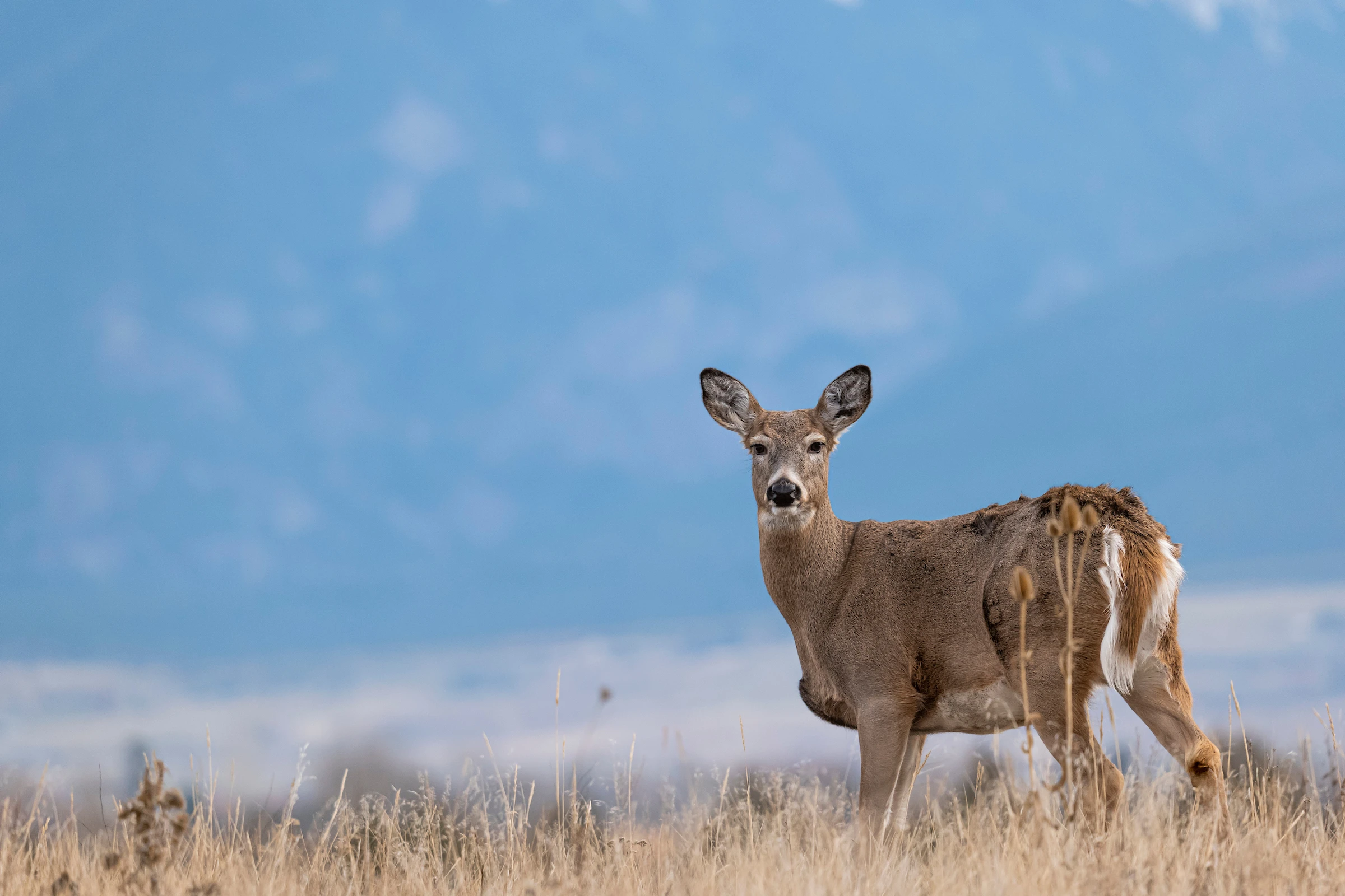 A whitetail doe stands on the prairie with blue sky in the background. 