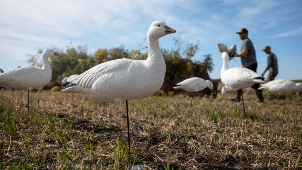 Snow Goose Decoys