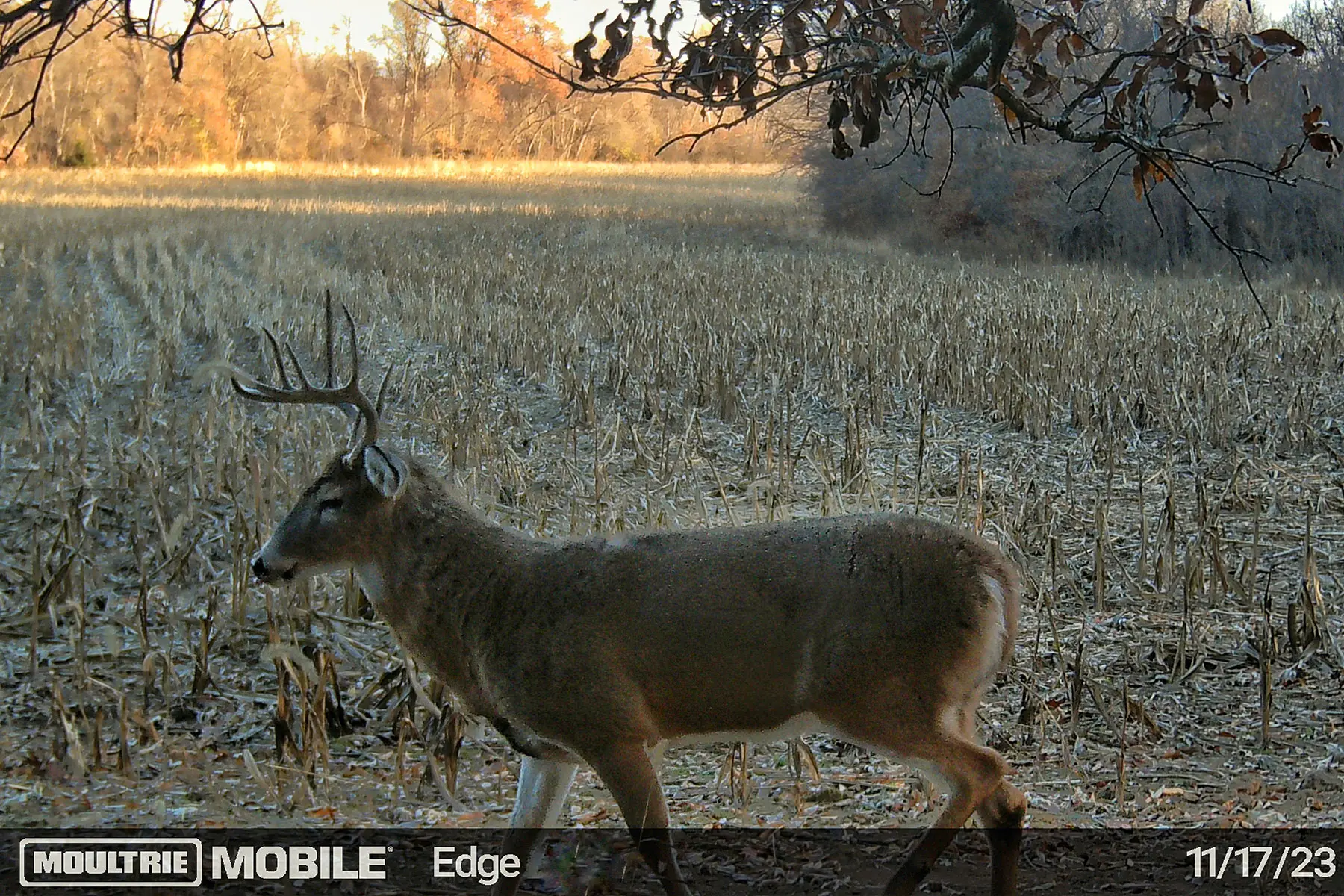 A whitetail deer walks the edge of a cornfield. 