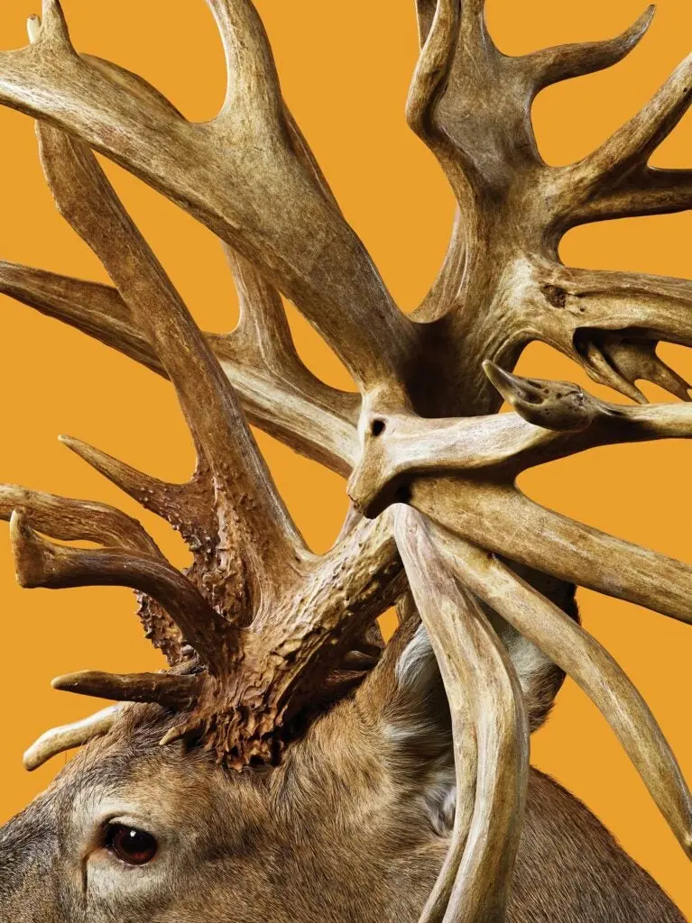 Closeup details of a world-record trophy whitetail deer antlers.