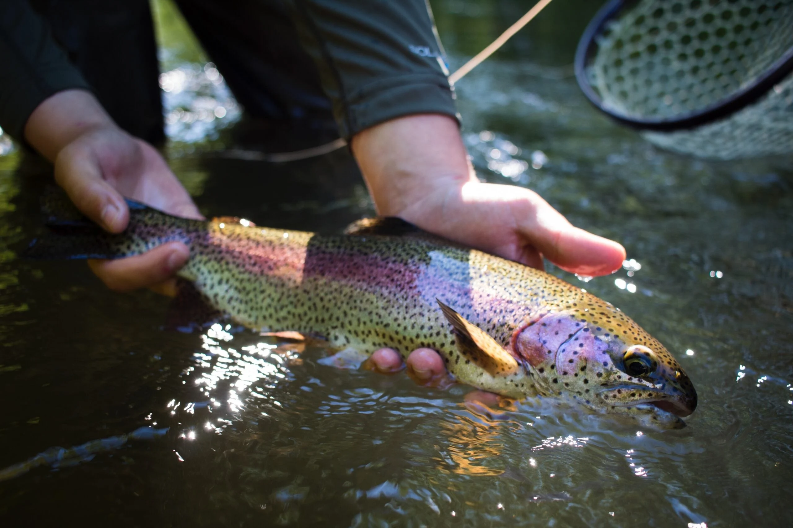 And angler releases a wild PA rainbow trout.