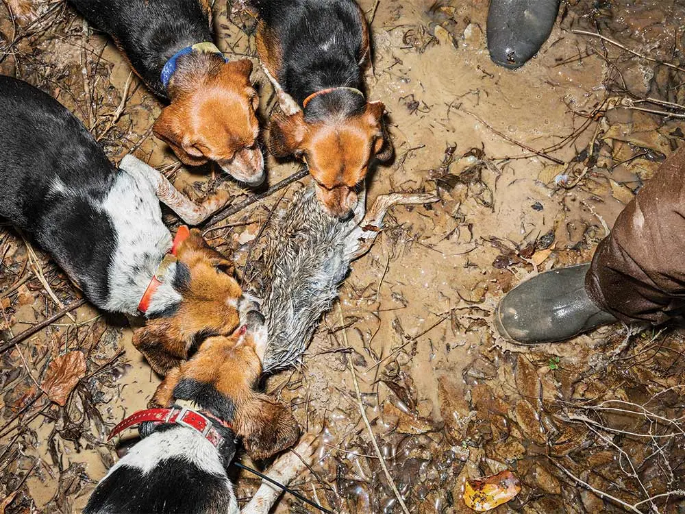 beagles hunting rabbit