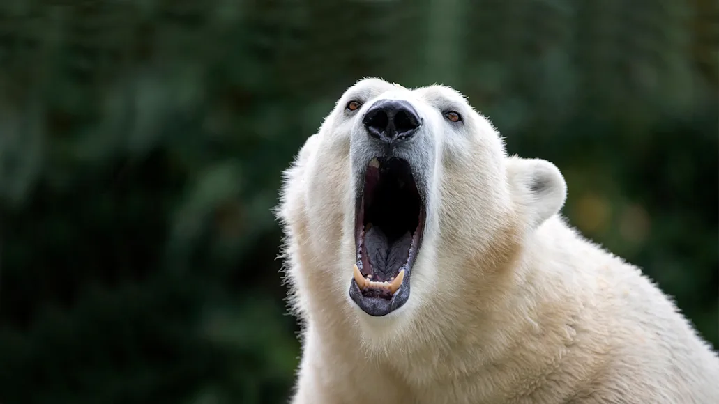 A polar bear shows it's teeth with pine forest in the background.