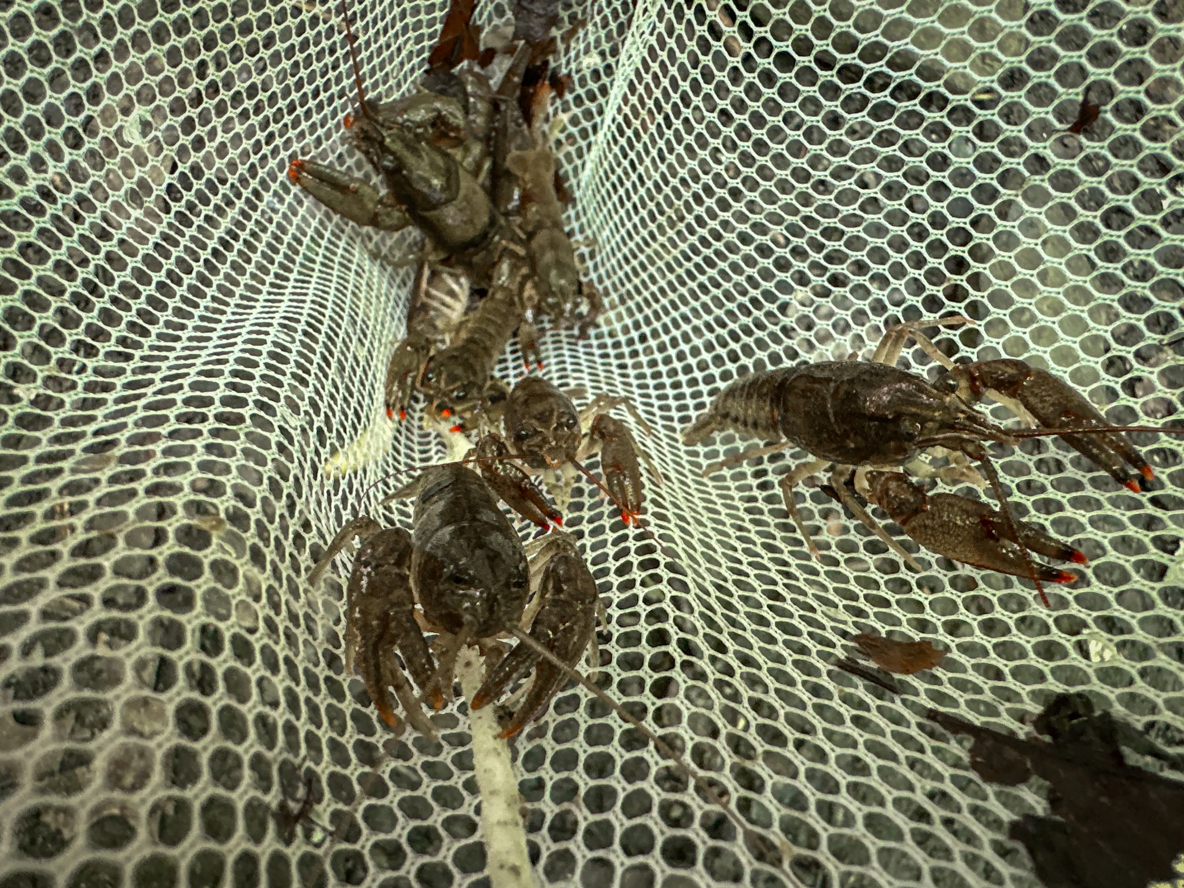 Crawfish that were caught in a net