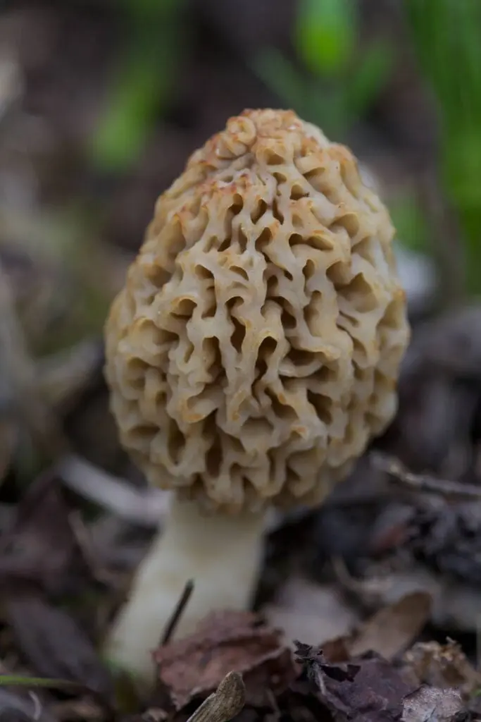 Morchella esculentoides