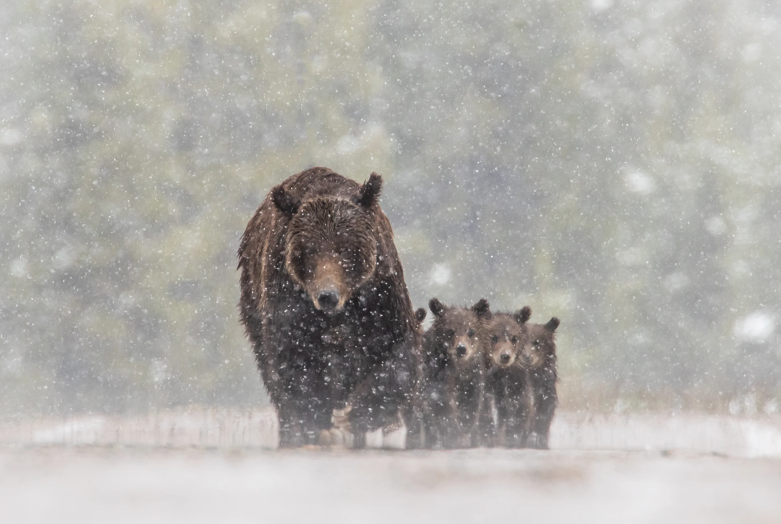 A famous sow grizzly with a litter of cubs. 