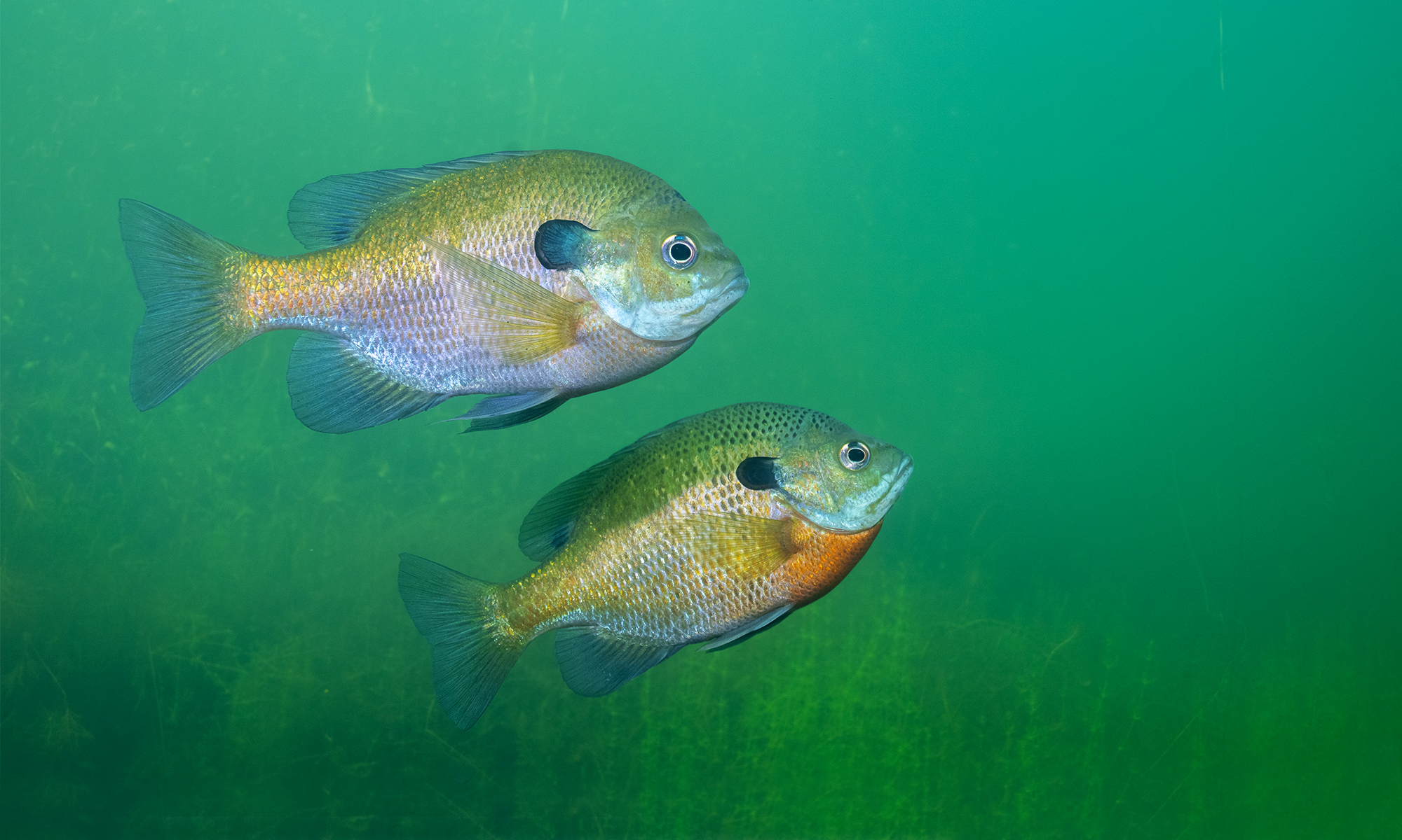 Two bluegill sunfish swim over a weed bed looking for something to eat. 