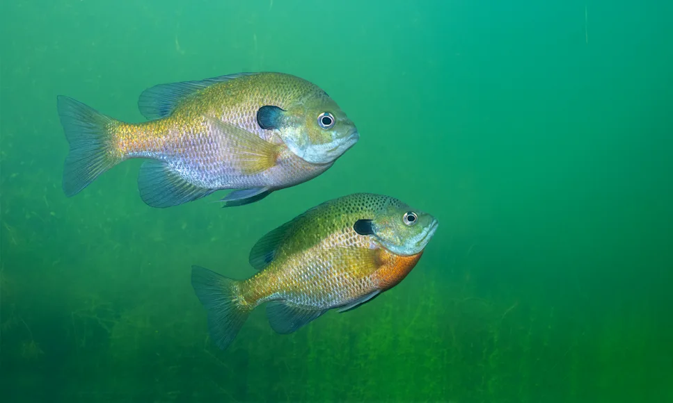 Two bluegill sunfish swim over a weed bed looking for something to eat.