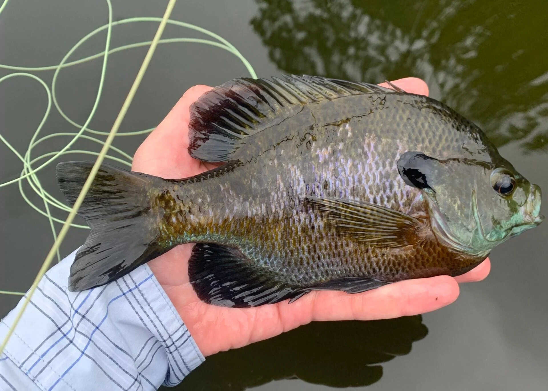 fly fisherman holds a big bluegill