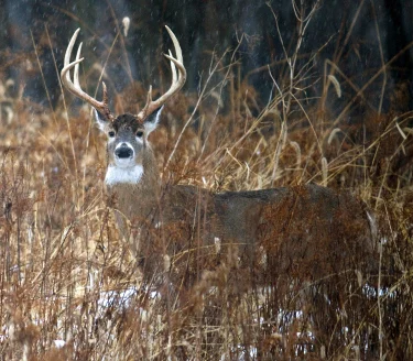 A big 8-point post-rut whitetail buck stares at the camera from a swampy thicket while snow falls. 