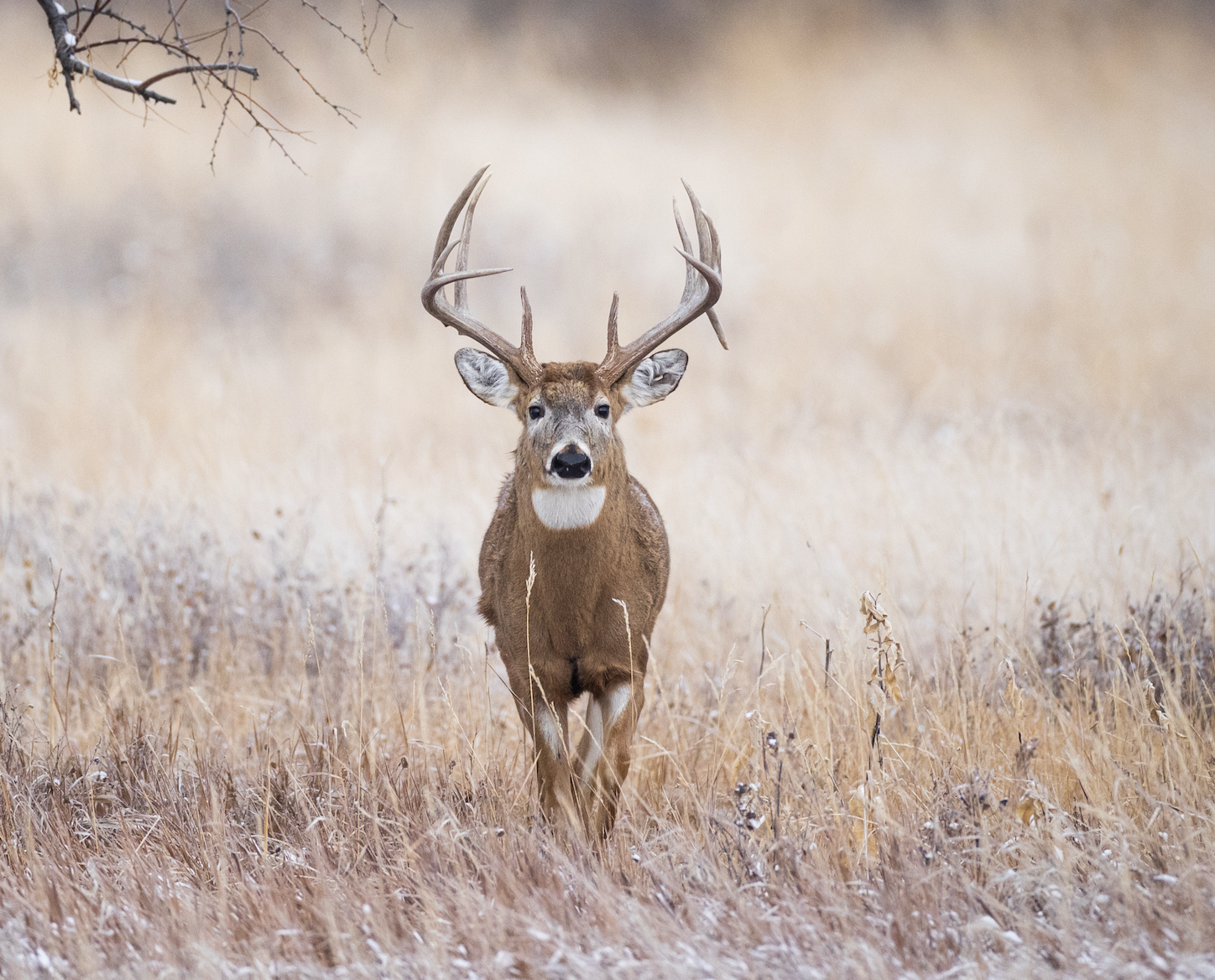 A big whitetail buck walks through a brushy snow-covered field. 