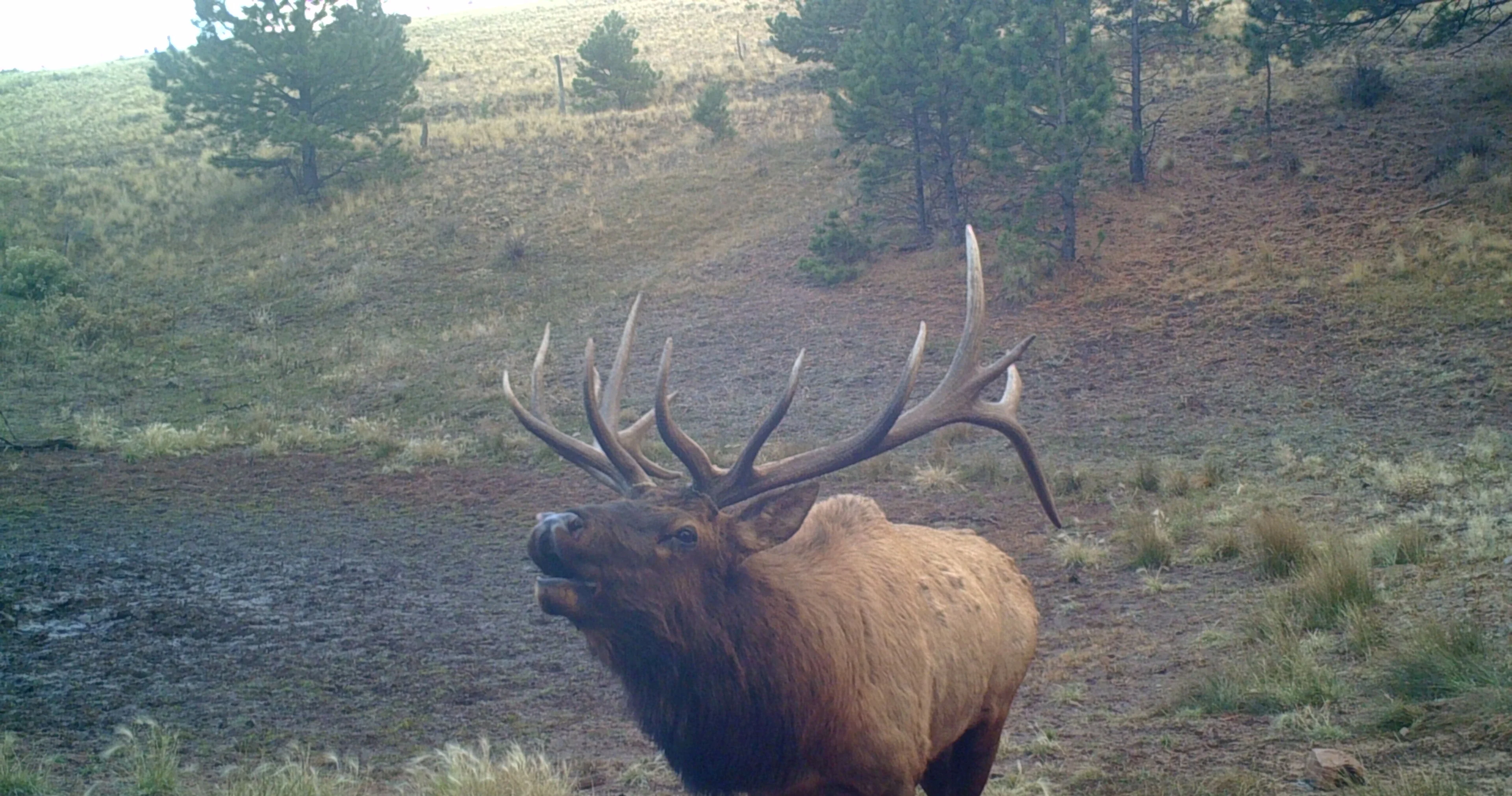 Trail cam photo of a bull elk bugling