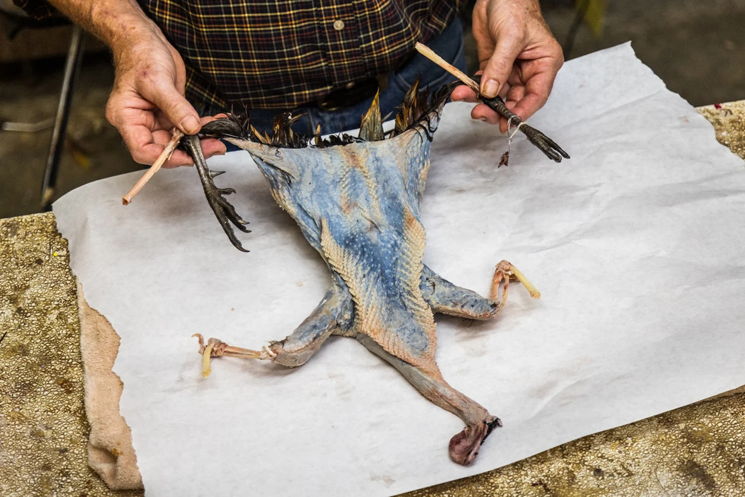 An inside-out pheasant skin on a table.