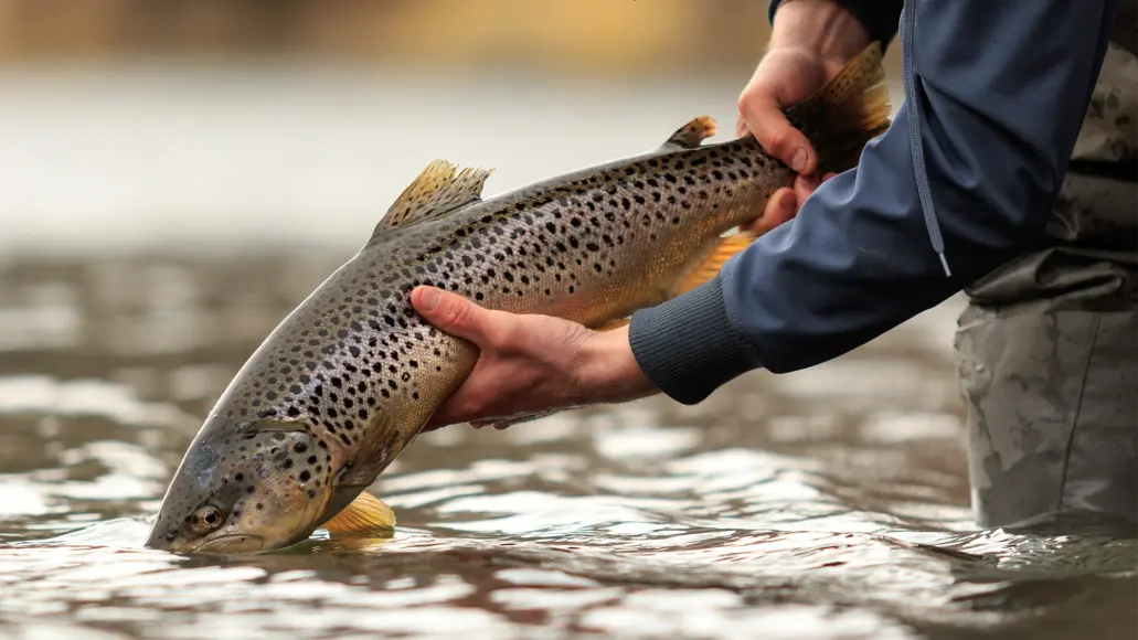 An angler release a big brown trout on a river.