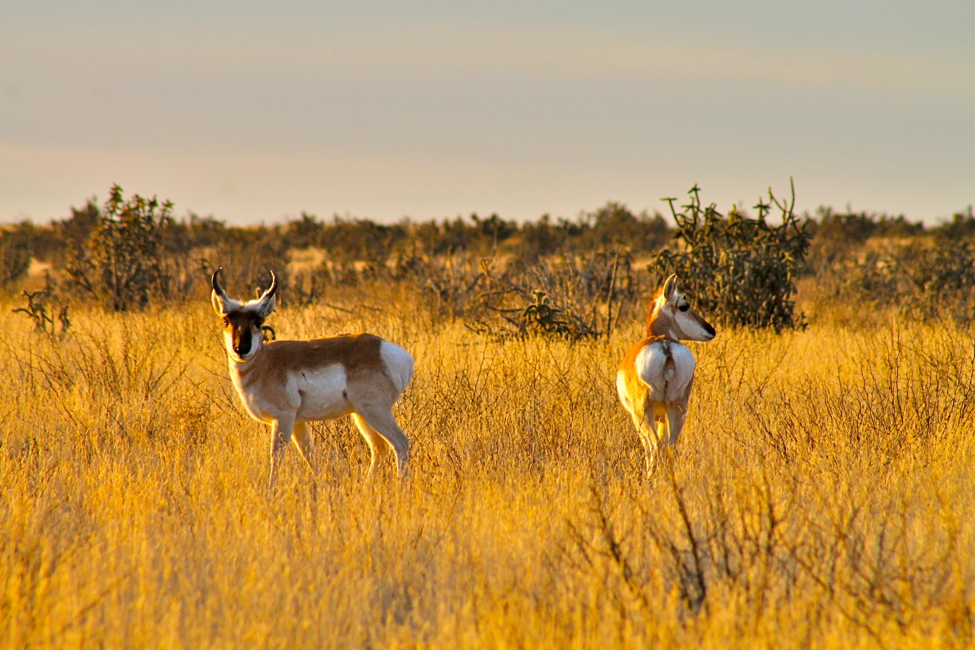 More than 3,000 species of wildlife occur on BLM’s more than 245 million acres in 23 States.