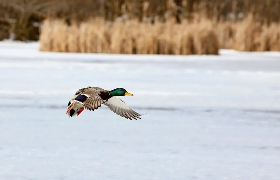 Drake mallard flying through air