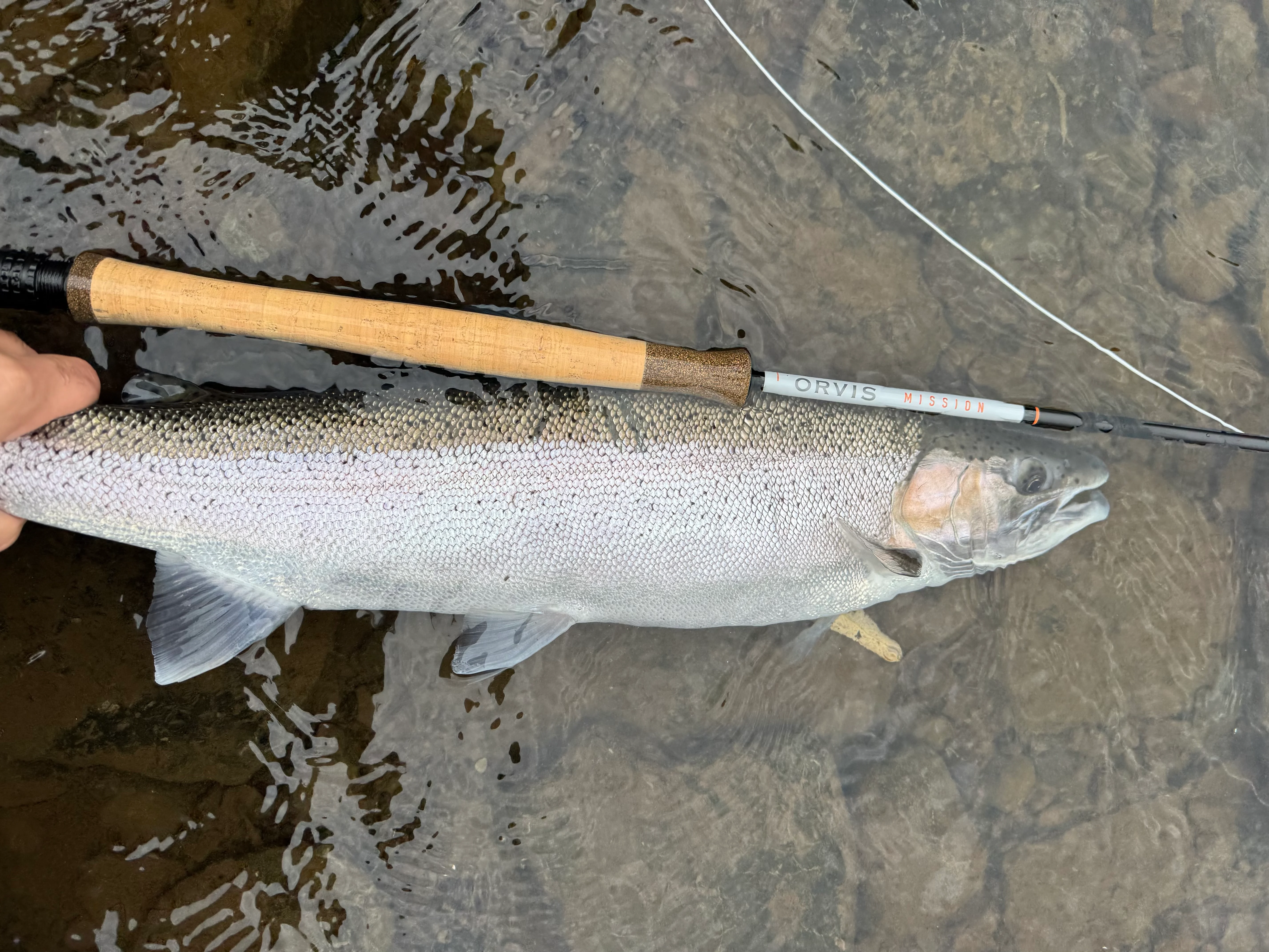 Orvis Mission Rod with steelhead