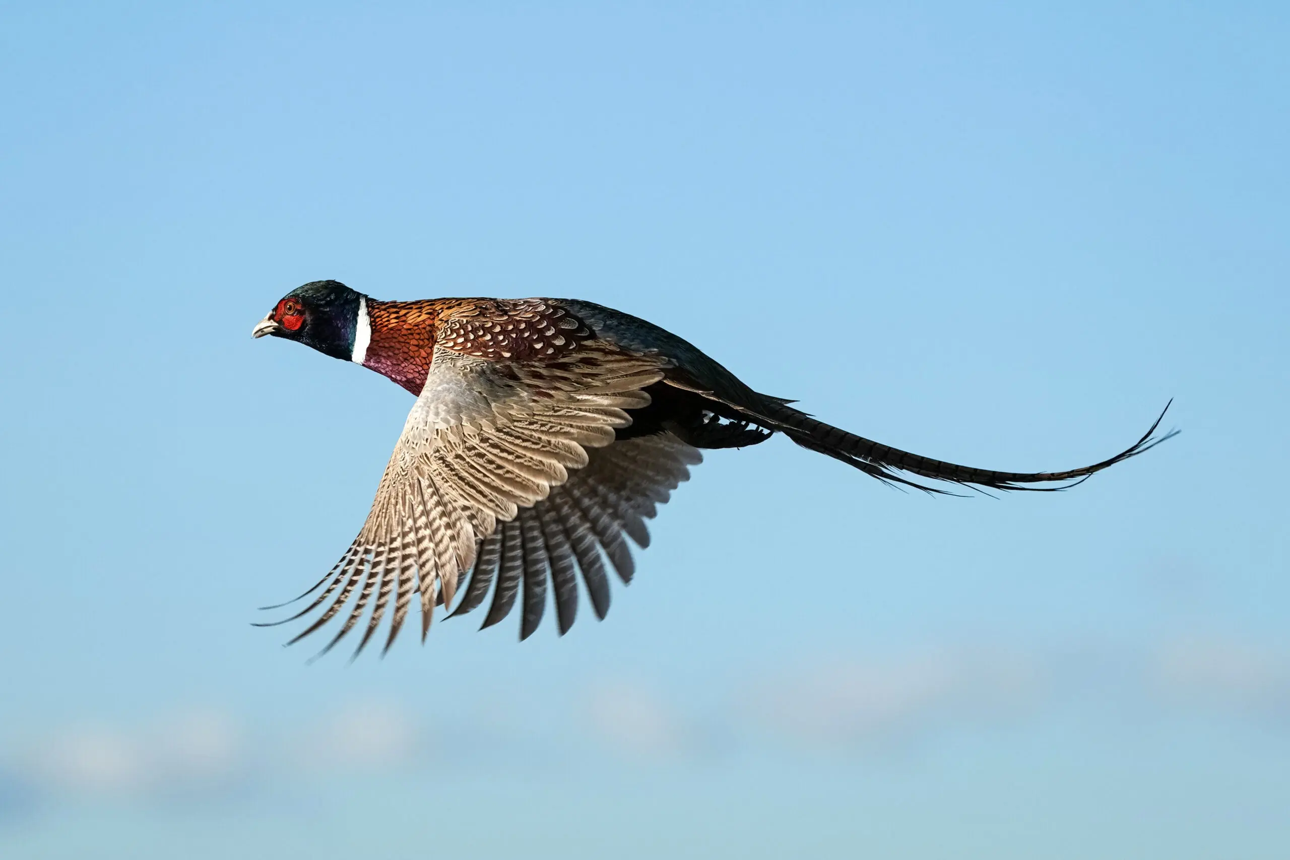 photo of pheasant flying