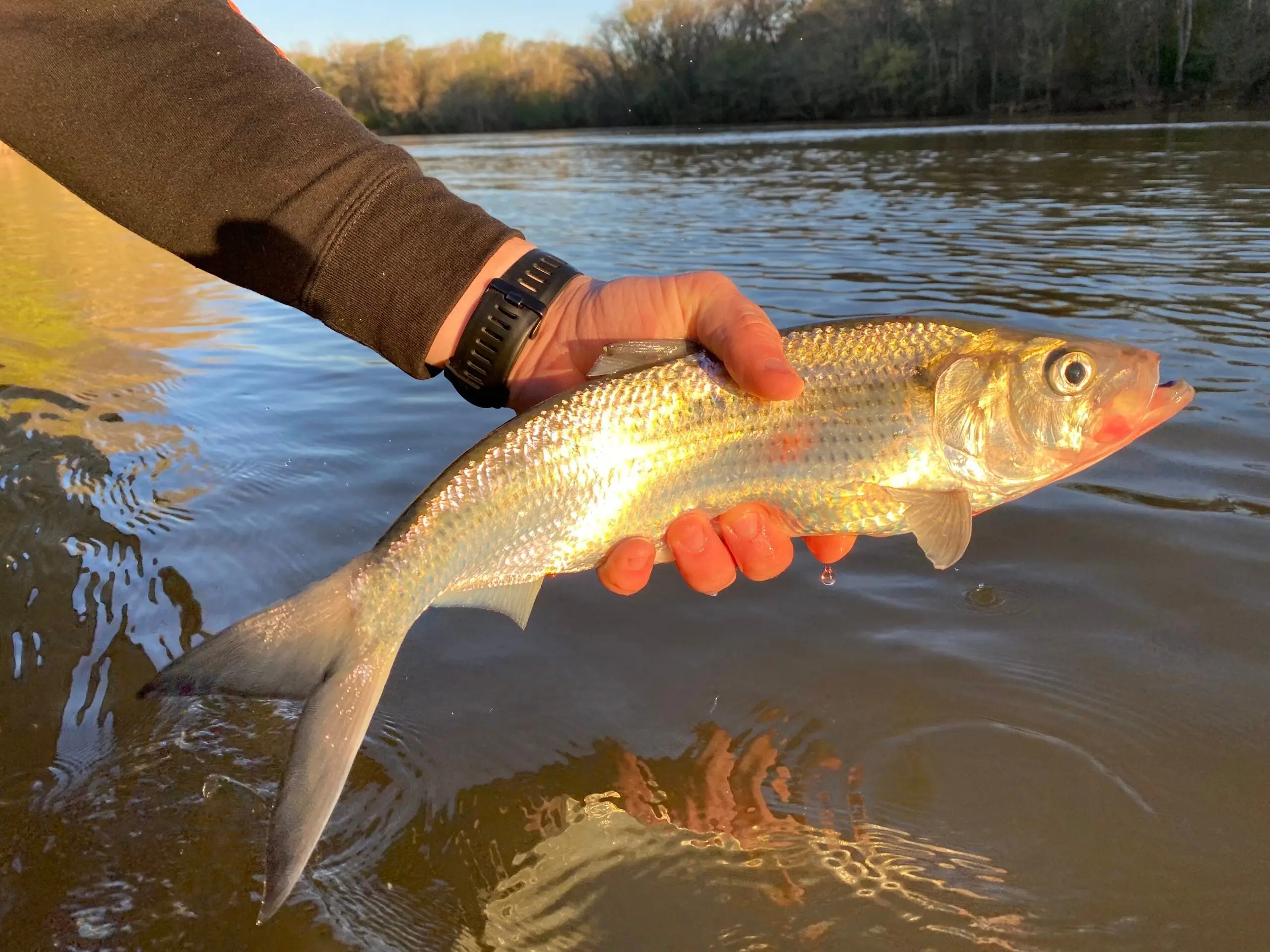 hickory shad fishing