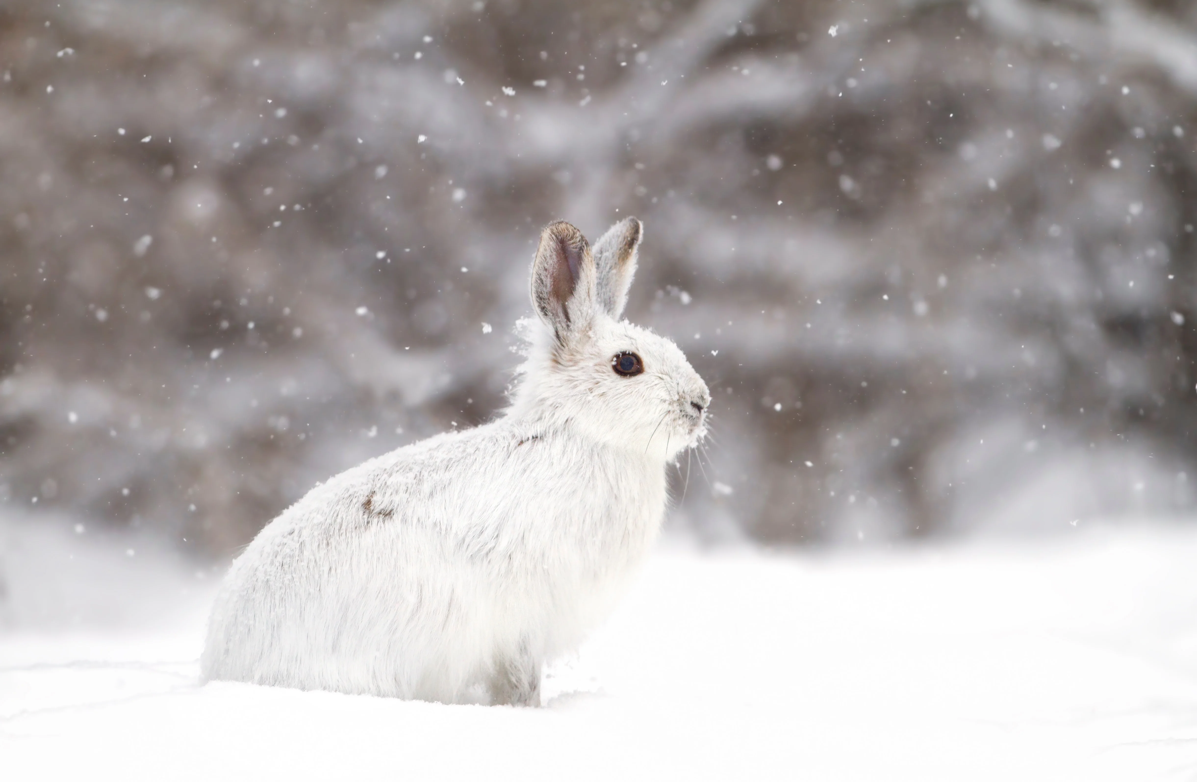 A snowshoe hair in winter, with snow falling