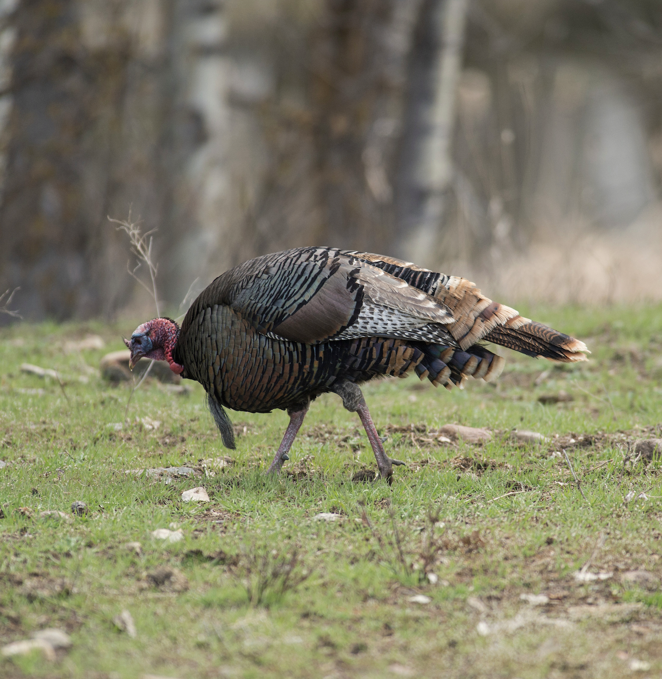 A tom turkey feeds in a early-spring green field. 