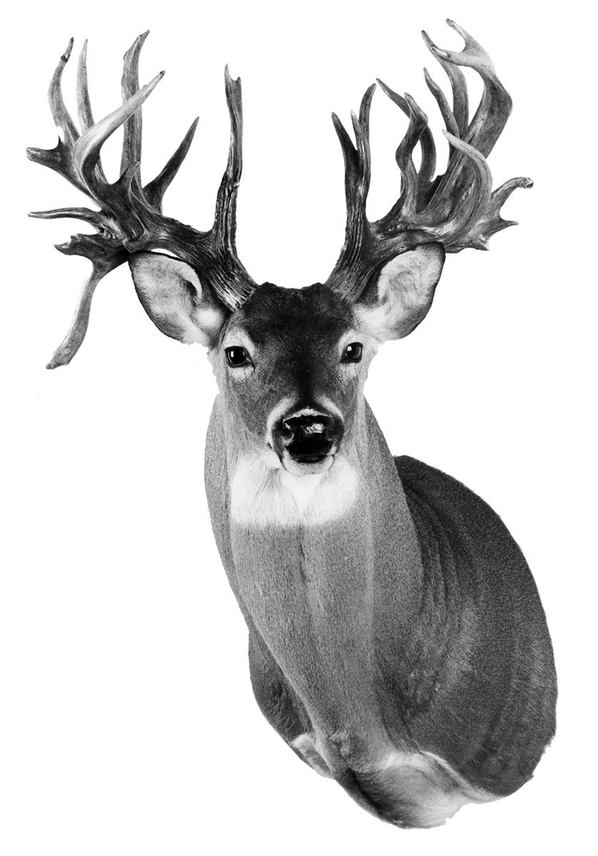 The Biggest B&C NonTypical Whitetail Deer | Field & Stream