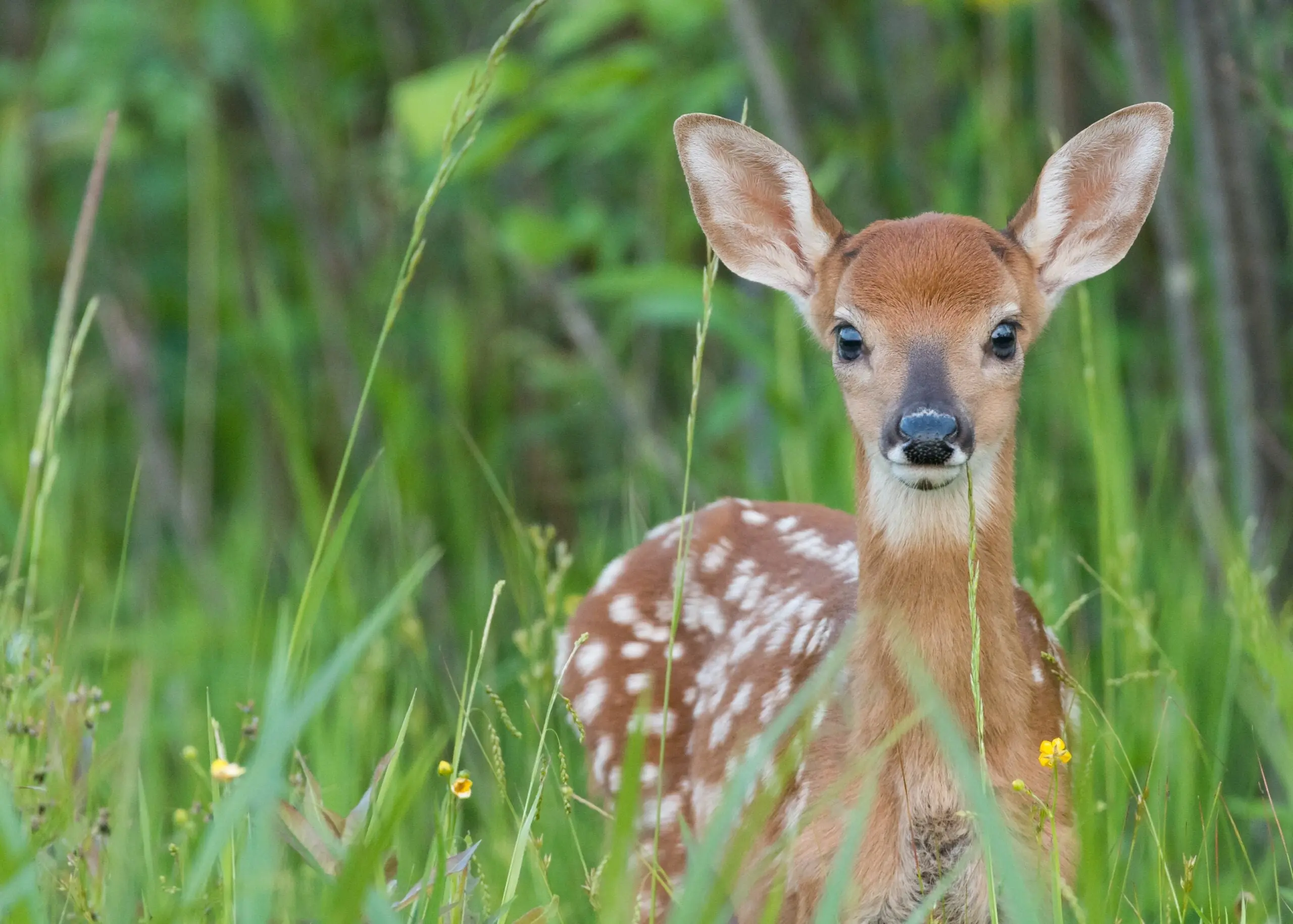 photo of fawn for deer gestation period