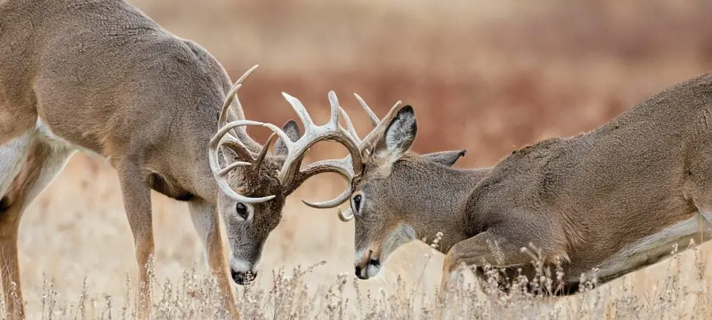 Aggressive bucks during the rut