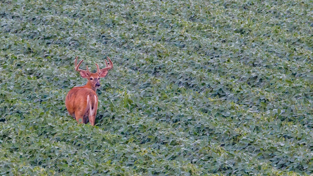 A velvet whitetail buck feeds in a large soybean field. 