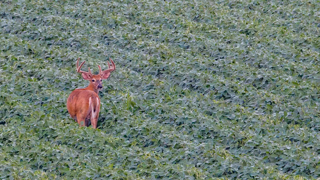 A velvet whitetail buck feeds in a large soybean field.